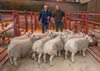 Champion Pen and First prize Beltex (1)